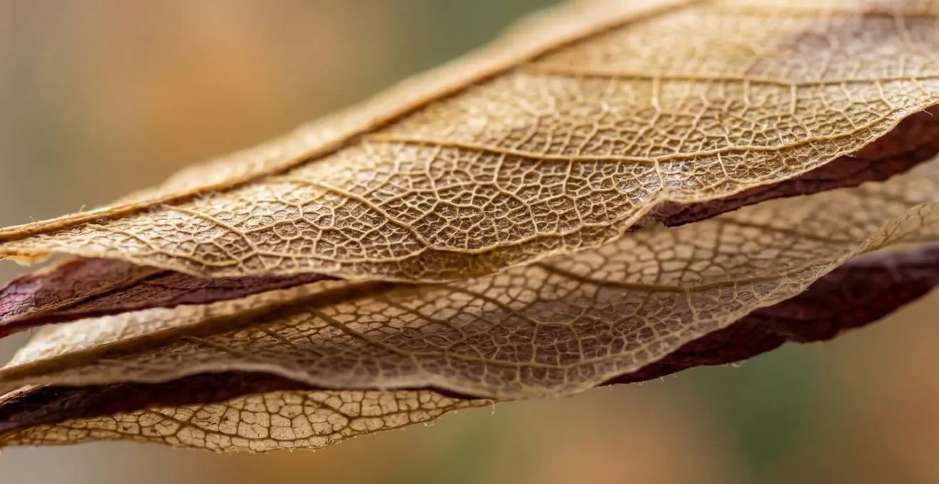 Macro photography revealing layered transparent surfaces creating illusion of separation while sharing identical underlying structure